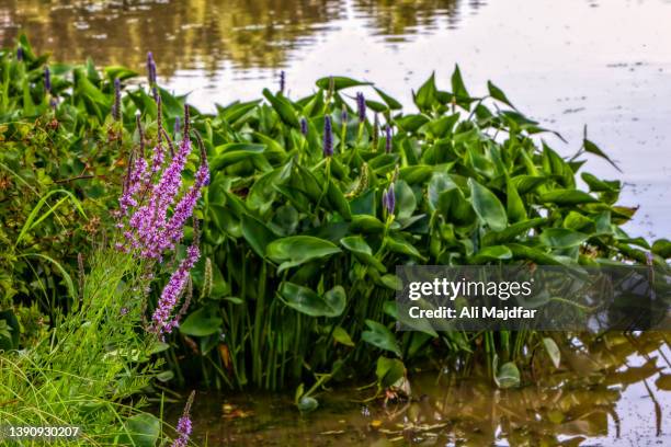 arrowheads pond plant - sagittaria aquatic plant stock pictures, royalty-free photos & images