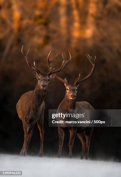 two red deer in the forest,rome,lazio,italy - cervo maschio foto e immagini stock