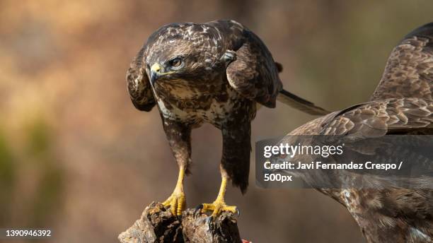 Halcon Ratonero 17 Ratonero Stock Photos, High-Res Pictures, and Images - Getty Images