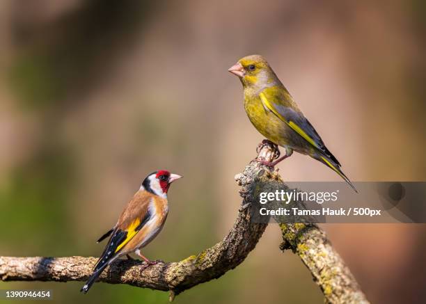 goldfinch and greenfinch,close-up of birds perching on branch - finches foto e immagini stock