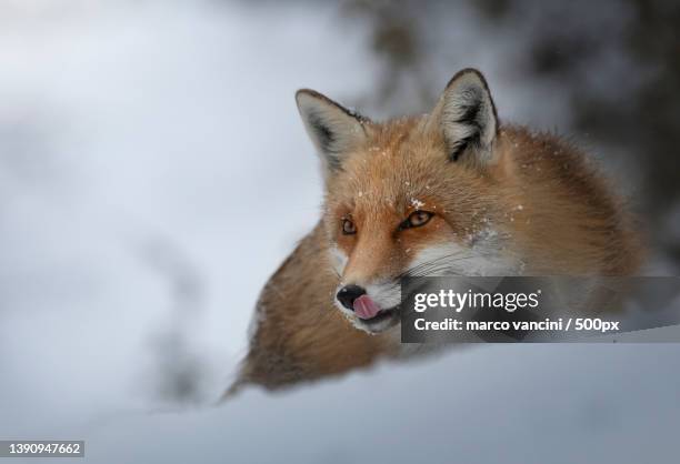 Italian Fox Della Fox Photos and Premium High Res Pictures - Getty Images