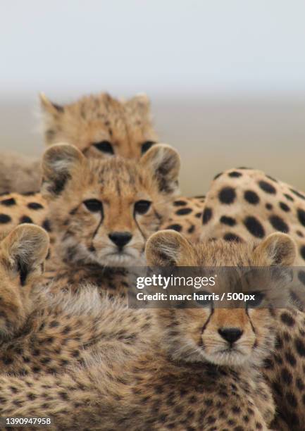 cheetah,close-up of cheetahs on field,tanzania - cheetah cub stock pictures, royalty-free photos & images