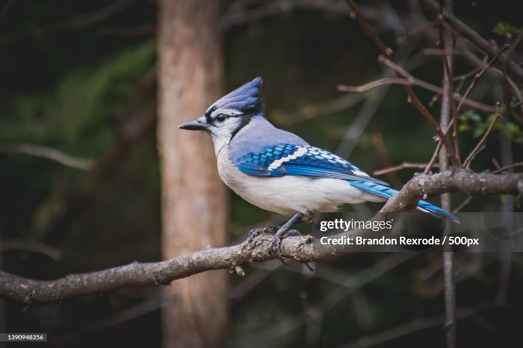 Blue Jay,Close-up of blue jay perching on branch,Franklin,West Virginia,United States,USA