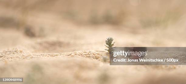 small green plant growing in sand,close-up of plant growing on land,peniche,portugal - jonas weinitschke stock pictures, royalty-free photos & images