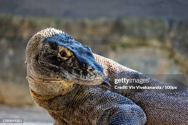 adult komodo dragon,close-up of iguana,mosman,new south wales,australia - komodo fotografías e imágenes de stock