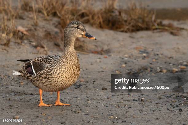 female mallard duck,cambridge,maryland,united states,usa - rob mallard stock-fotos und bilder