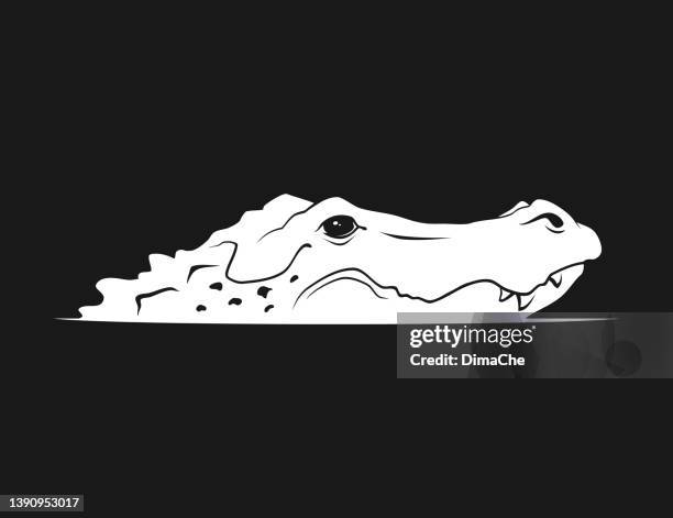 ilustraciones, imágenes clip art, dibujos animados e iconos de stock de silueta de cabeza de caimán emergiendo del agua - alligator