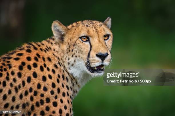 acinonyx jubatus,close-up of cheetah looking away - cheetah foto e immagini stock