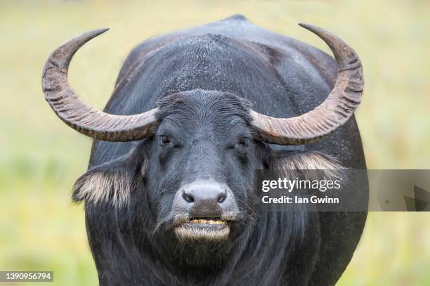 water buffalo - bufalo indiano foto e immagini stock