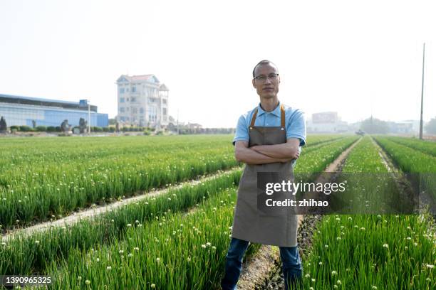 chinese farmer in green onion field - allium fistulosum stock pictures, royalty-free photos & images