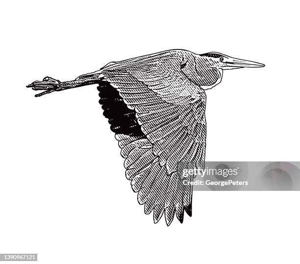 great blue heron flying - blue heron stock illustrations