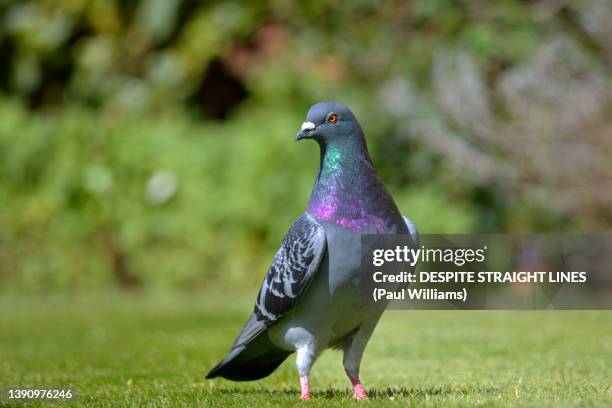 wear your colours with pride - rock dove stock pictures, royalty-free photos & images