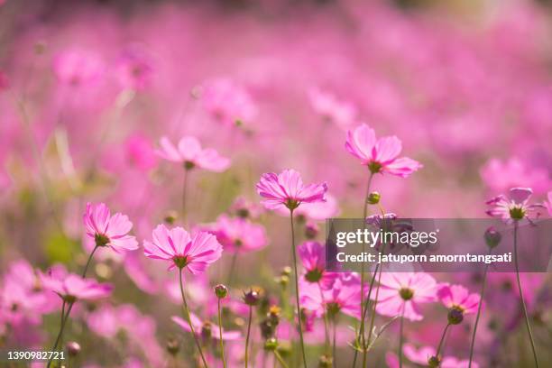 cosmos flowers background - flor del cosmos fotografías e imágenes de stock