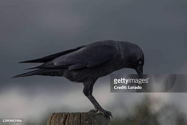 a crow outdoors - crow stockfoto's en -beelden