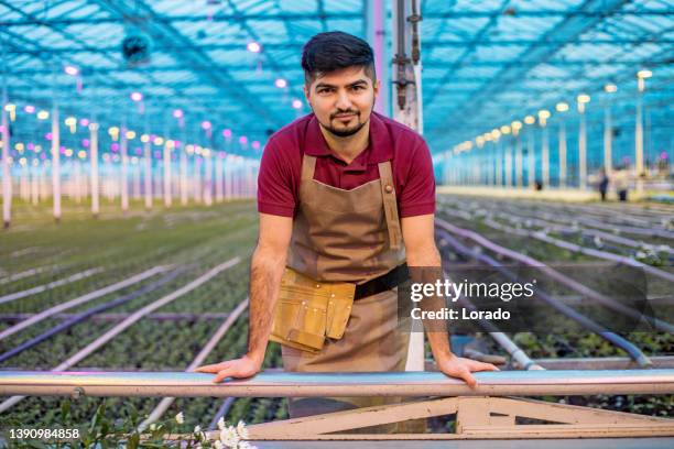expert farm worker in a chrysanthemum greenhouse in holland - agricultural occupation stock pictures, royalty-free photos & images