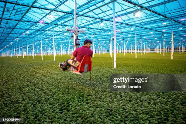 expert farm worker in a chrysanthemum greenhouse in holland - naturföreteelse bildbanksfoton och bilder