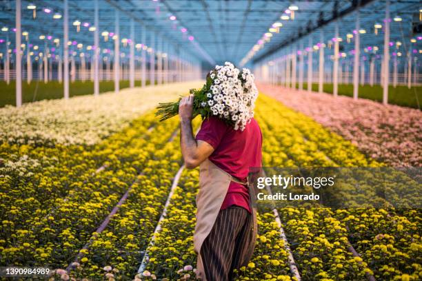 esperto lavoratore agricolo in una serra di crisantemo in olanda - orticoltura foto e immagini stock