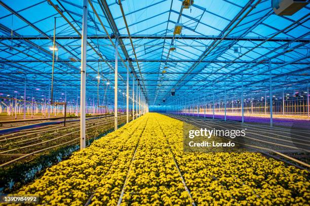 the inside of a working chrysanthemum greenhouse - växthus bildbanksfoton och bilder