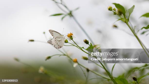white butterfly flying in the natural condition - butterfly white background stockfoto's en -beelden