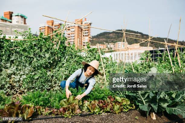 woman working in a community garden - city garden photos et images de collection