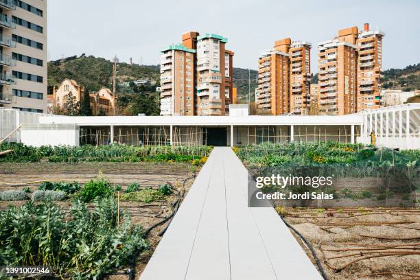 urban community garden - jardim na cidade imagens e fotografias de stock