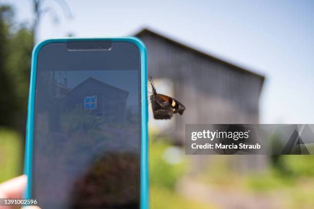 butterfly on smart phone while taking photo - photographing animal stock pictures, royalty-free photos & images