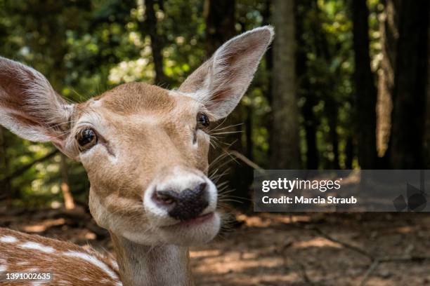 curious fawn deer close up to camera - deer eye stockfoto's en -beelden