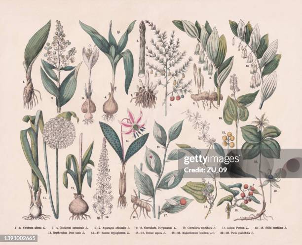 ilustraciones, imágenes clip art, dibujos animados e iconos de stock de plantas útiles y medicinales, grabado en madera coloreado a mano, publicado en 1887 - saffron