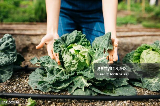 two women working in a garden - cabbage stock pictures, royalty-free photos & images