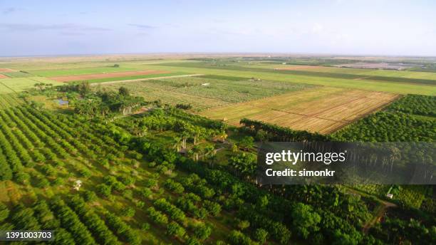 view of agricultural fields - florida farm stock pictures, royalty-free photos & images