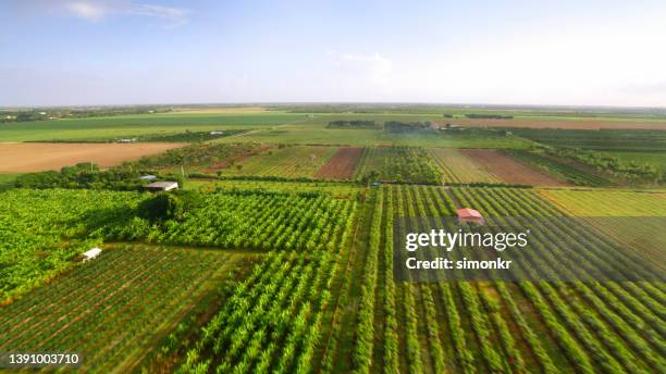 view of agricultural fields - florida farm stock pictures, royalty-free photos & images