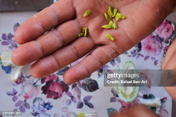 australian man hands holding seeds of santalum lanceolatum green plum - native australian plants stock-fotos und bilder