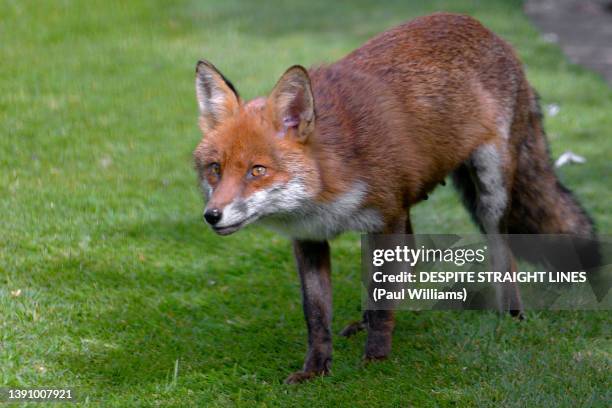 adult vixen red fox (vulpes vulpes) - vuxen stock-fotos und bilder