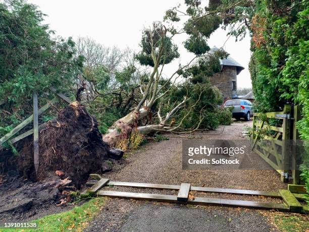 devastation cause by storm arwen - storm damage stock pictures, royalty-free photos & images