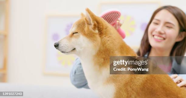 closeup of a dog brushed - shiba inu adult stock pictures, royalty-free photos & images