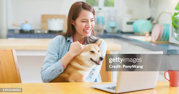 girl with dog videocall - shiba inu adult stock pictures, royalty-free photos & images