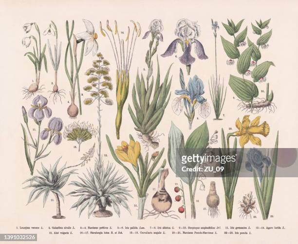 nutz- und zierpflanzen, handkolorierter holzstich, veröffentlicht 1887 - blumenzwiebel stock-grafiken, -clipart, -cartoons und -symbole