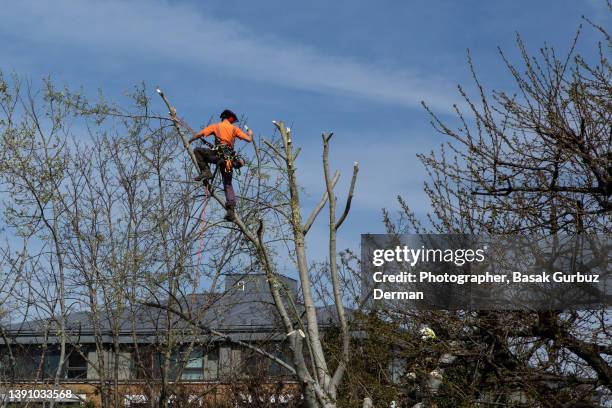 treeworkers / trainee tree surgeons / chainsaw arborists climbing up tree trunk, working in the crown of the poplar tree and cutting with a chainsaw, sawdust flies through the air. the adult males are wearing full safety equipment and using ropes. - arborist stock pictures, royalty-free photos & images