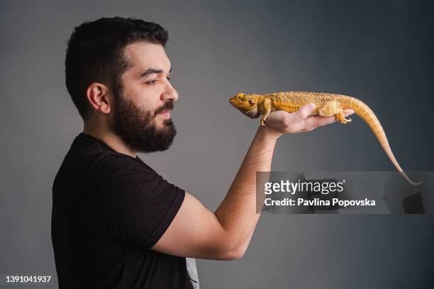 bearded dragon on a human hand - bearded dragon stock pictures, royalty-free photos & images