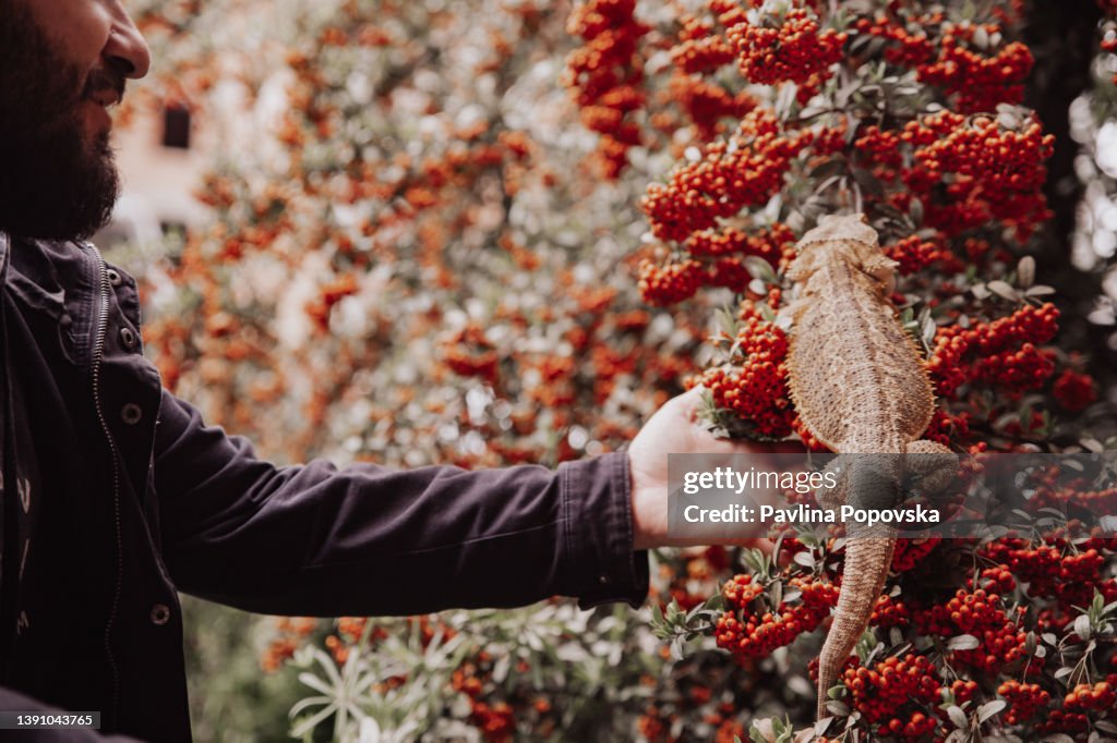 Bearded dragon on a tree branch