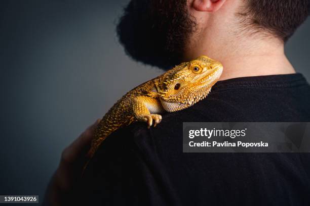 proprietario con il suo animale domestico lucertola - dragon lizard pet foto e immagini stock