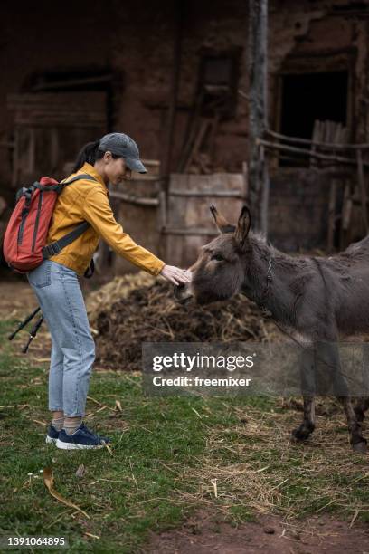 woman loves animals - bags donkey stock pictures, royalty-free photos & images