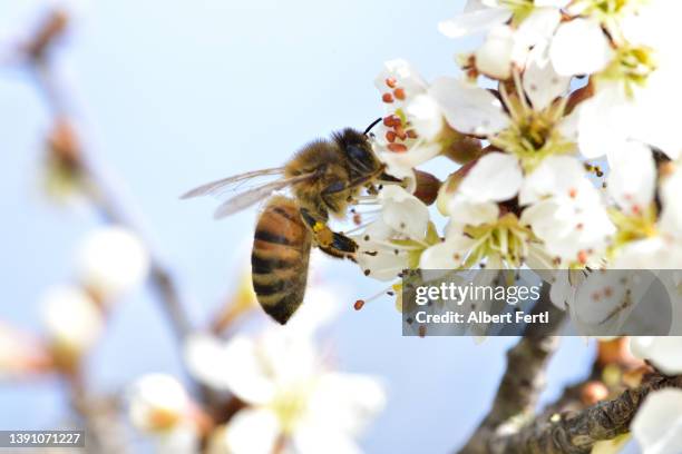 biene bestäubt eine kirschblüte - bees fotografías e imágenes de stock