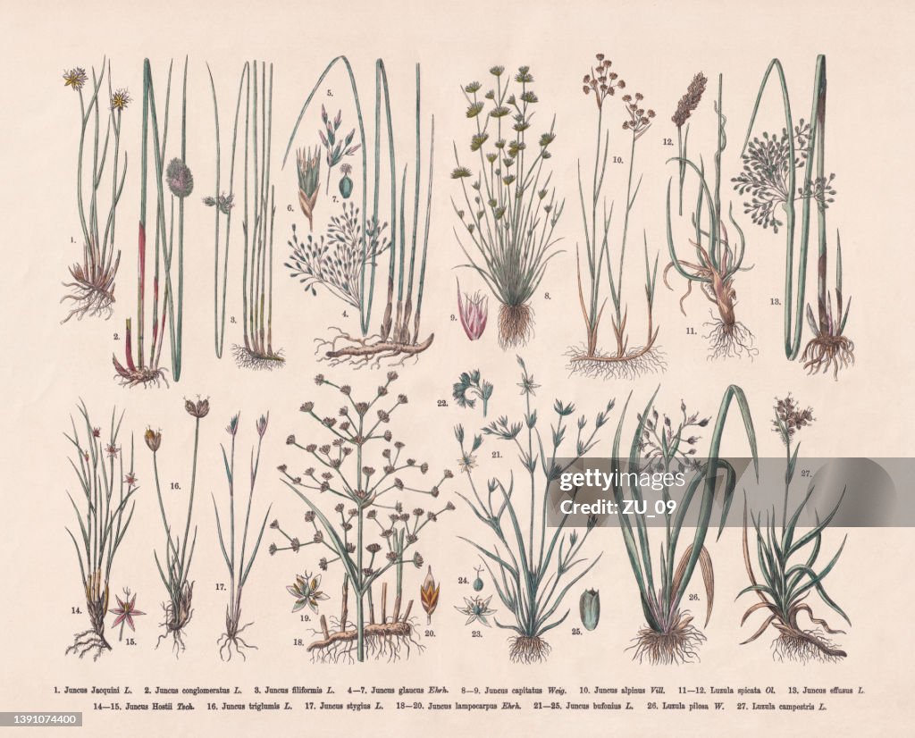 Rush family (Juncaceae), hand-colored wood engraving, published in 1887