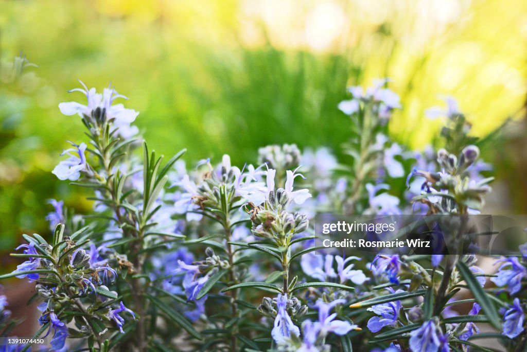 Rosemary in bloom, close-up