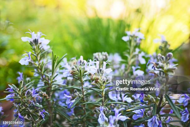 rosemary in bloom, close-up - rosemary fotografías e imágenes de stock