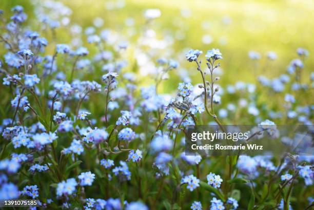 lawn covered with forget-me-nots - forget me not stockfoto's en -beelden
