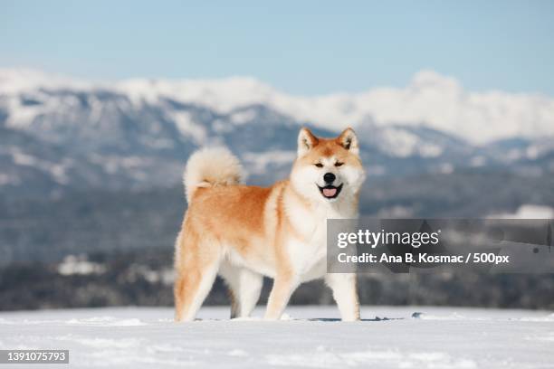 akita inu dog in winter wonderland,slovenia - shiba inu winter stock pictures, royalty-free photos & images