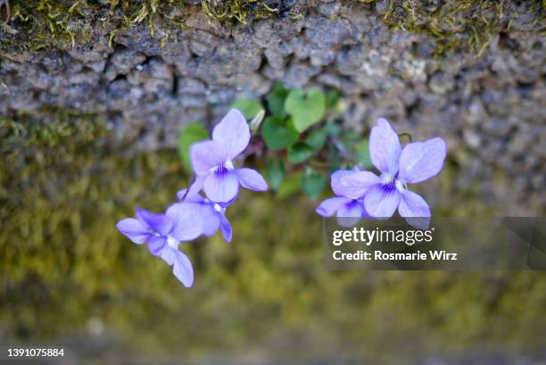 wild violets growing on wall - viola odorata stock pictures, royalty-free photos & images