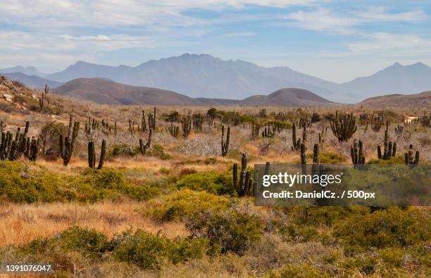mexican cactus field in todos santos,in baja california sur,mexico,todos santos,baja california sur - todos santos bildbanksfoton och bilder